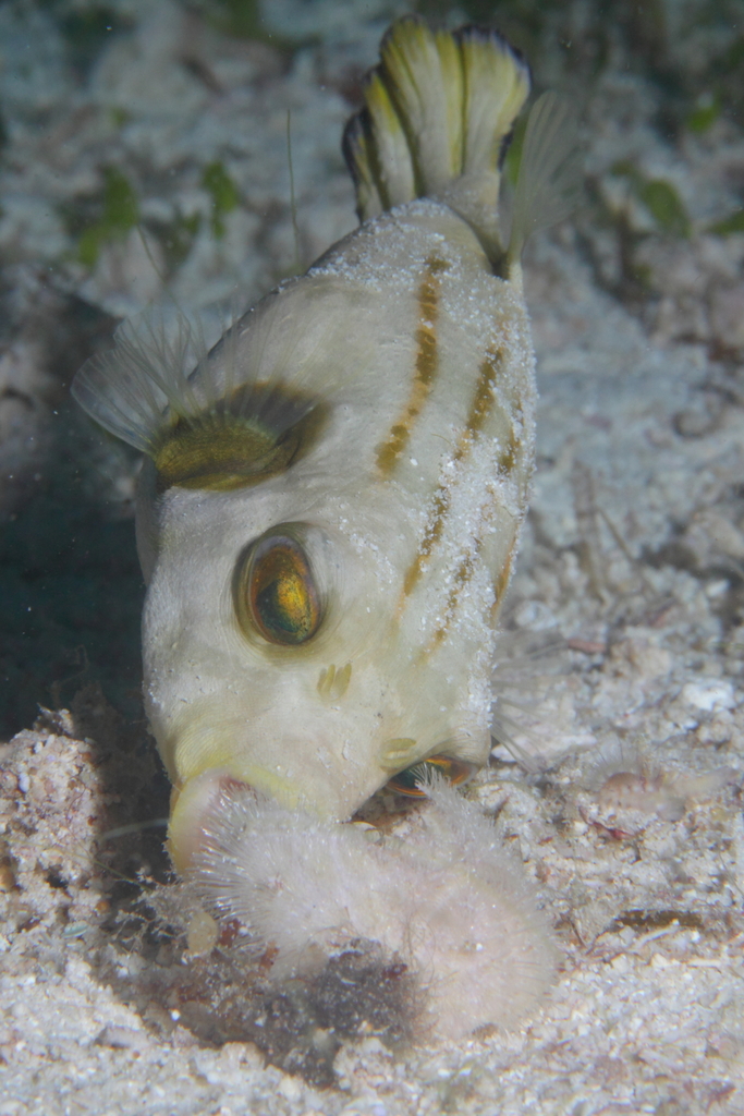 Pufferfishes and Their Relatives