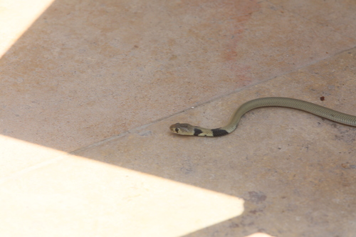 Nubian Spitting Cobra