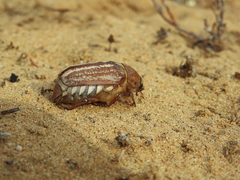 Anoxia australis