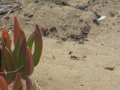 Ammophila laevicollis