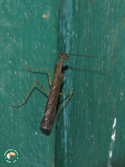 Bantia