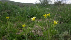 Ranunculus oxyspermus