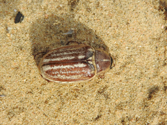 Anoxia australis