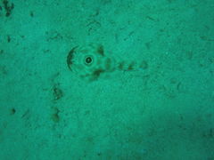 Diplobatis ommata