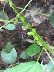 Neolasioptera boehmeriae