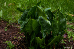 Zantedeschia