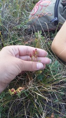 Hypericum linarioides