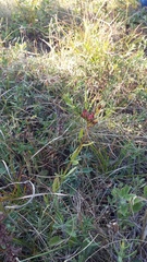 Hypericum linarioides