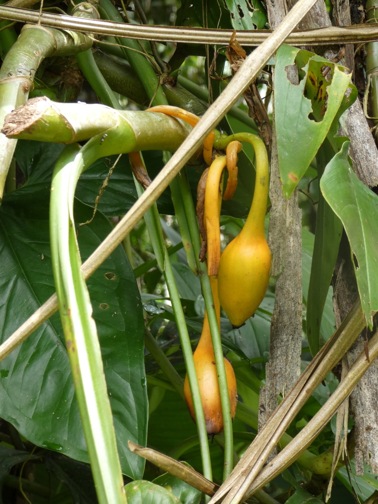 Syngonium vine growing
