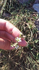 Minuartia hirsuta