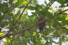 Trogon mexicanus