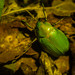 Escarabajo Gema de Colima - Photo (c) Jorge Amador González Pelayo, algunos derechos reservados (CC BY-NC), subido por Jorge Amador González Pelayo