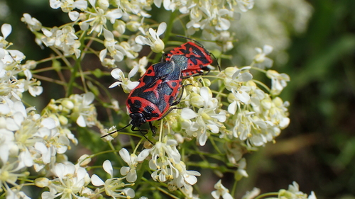 Eurydema ventralis