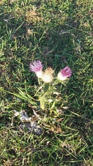 Cirsium laniflorum
