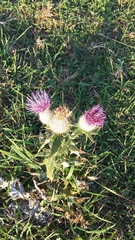 Cirsium laniflorum