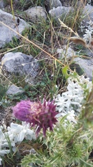 Carduus nutans leiophyllus
