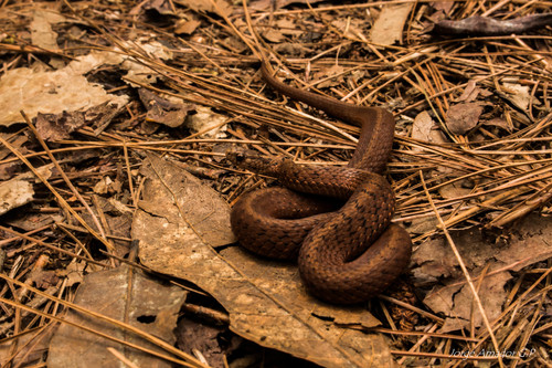 Photo of a Mexican Brown Snake (Storeria storerioides)
