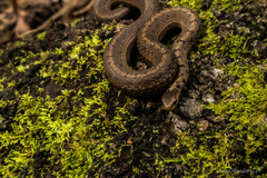 Storeria storerioides