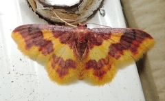 Lophosis labeculata
