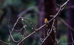 Piranga erythrocephala