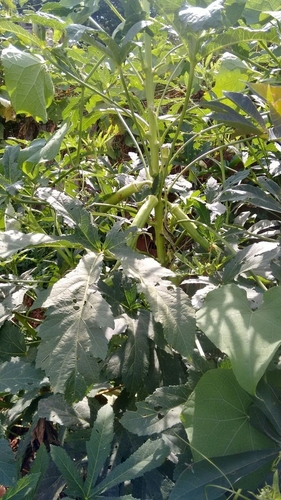 Okra