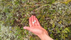 Cherleria circassica