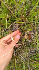 Cherleria circassica