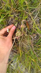 Cherleria circassica