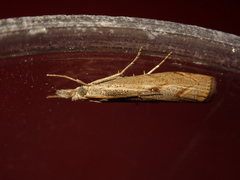 Agriphila geniculea
