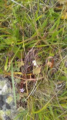 Cherleria circassica