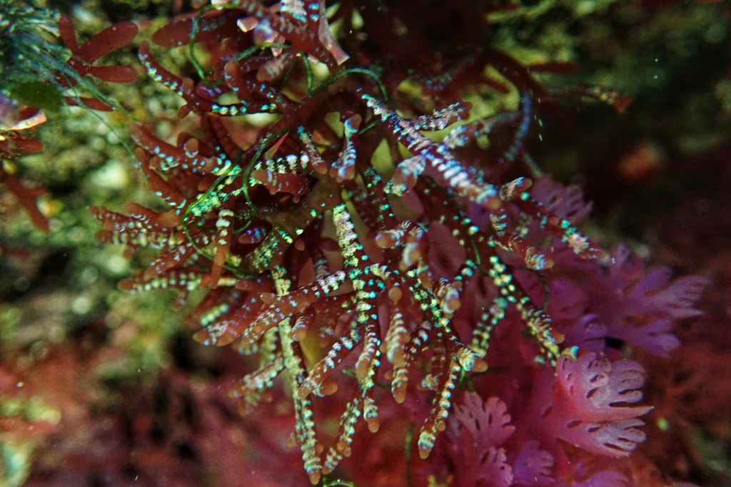 Chylocladia capensis