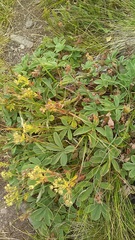 Potentilla brachypetala