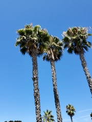 Washingtonia robusta