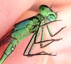 Ischnura gemina