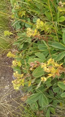 Potentilla brachypetala