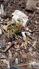 Blitum virgatum