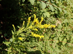 Solidago canadensis