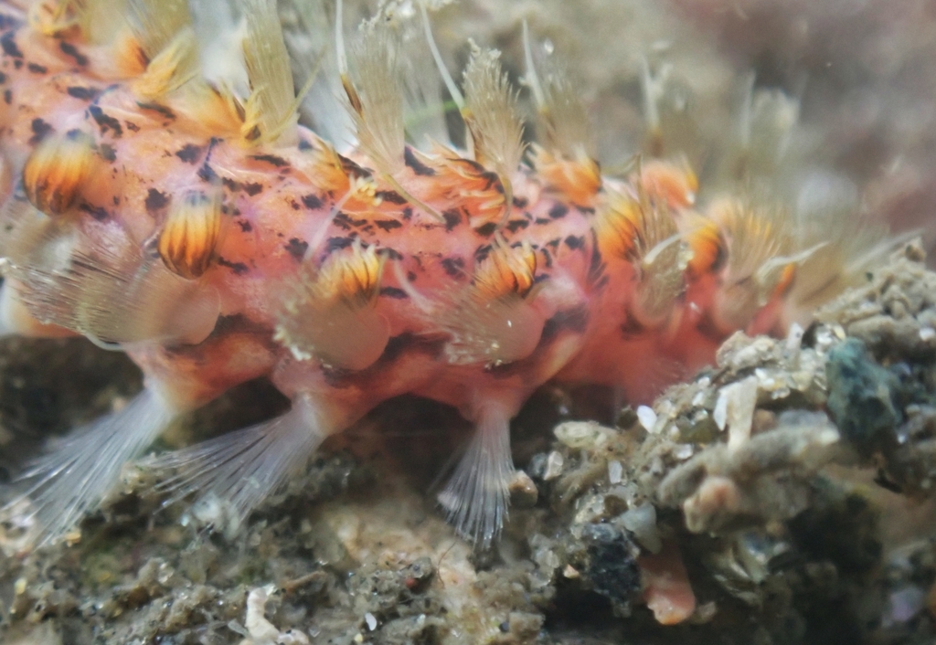 Notopygos ornata