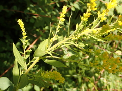 Solidago canadensis