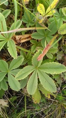 Potentilla brachypetala