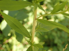 Solidago canadensis