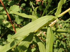 Solidago canadensis