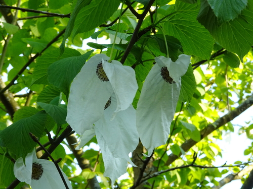 Ein weiteres Foto von Handkerchief tree