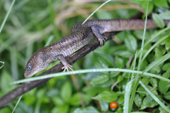 Gerrhonotus infernalis