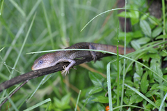 Gerrhonotus infernalis
