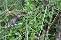 Gerrhonotus infernalis