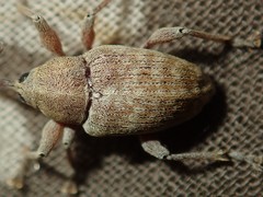Curculio elephas