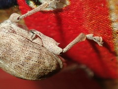 Curculio elephas