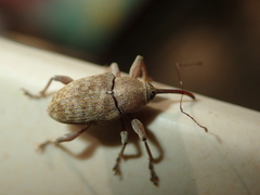 Curculio elephas
