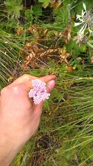 Chaerophyllum roseum